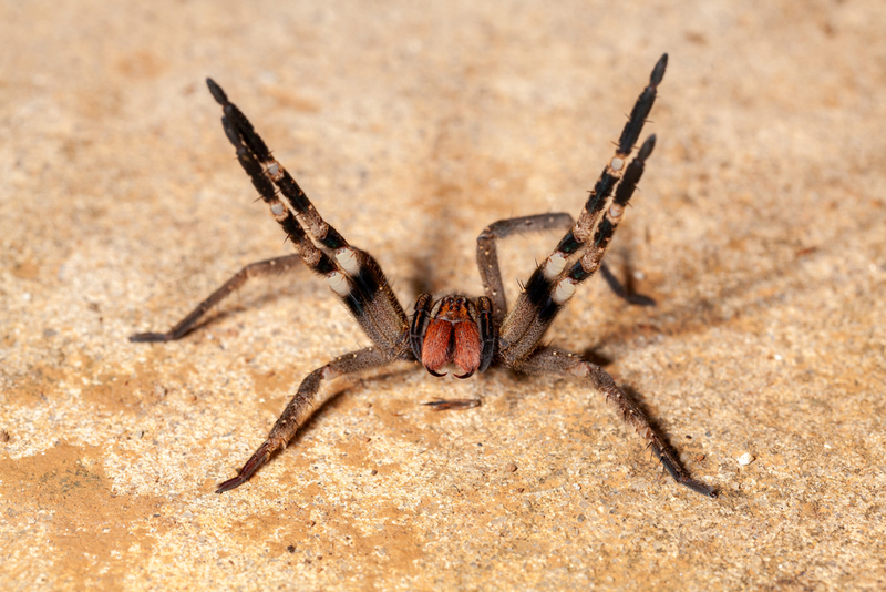 Brazilian Wandering Spider | Shutterstock