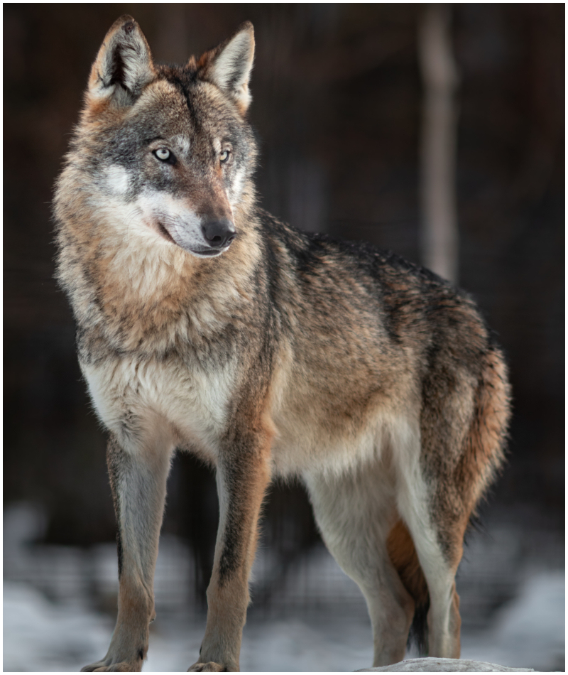 Eurasian Wolf | Shutterstock