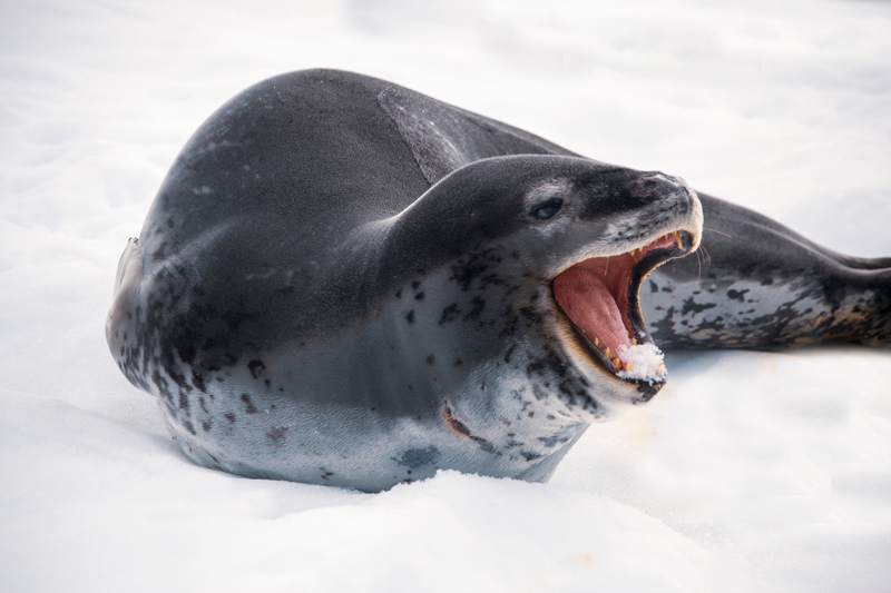 Leopard Seal | Shutterstock