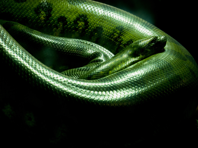 Green Anaconda | Getty Images Photo by Supakorn Rattanarach
