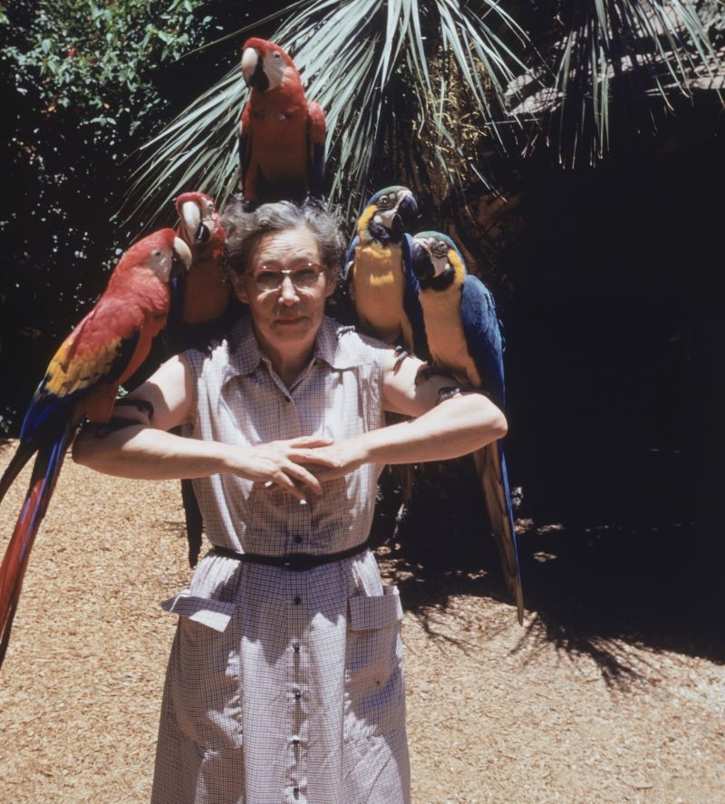 One Lady, Five Macaws | Getty Images Photo by Dennis Hallinan