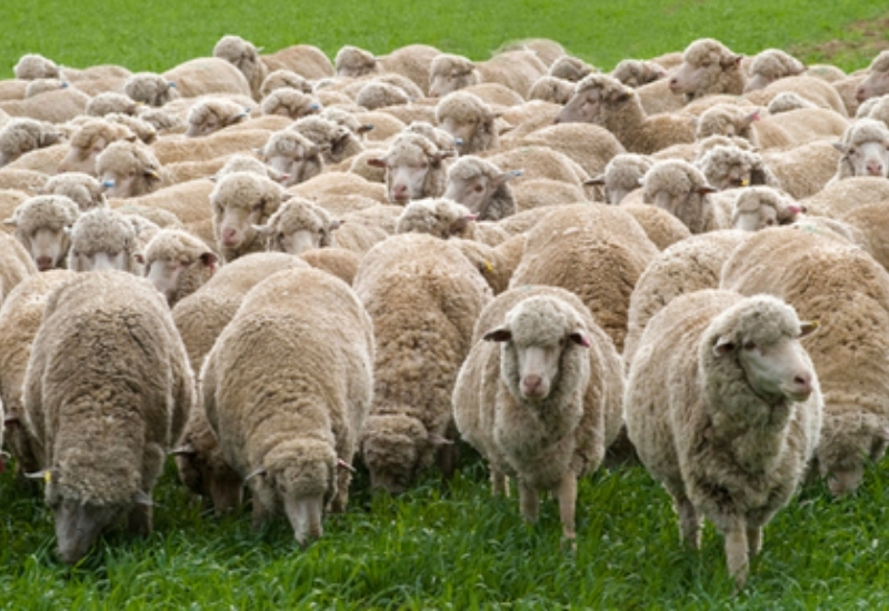 Mysterious Oxfordshire Sheep Panic of 1888 | Shutterstock