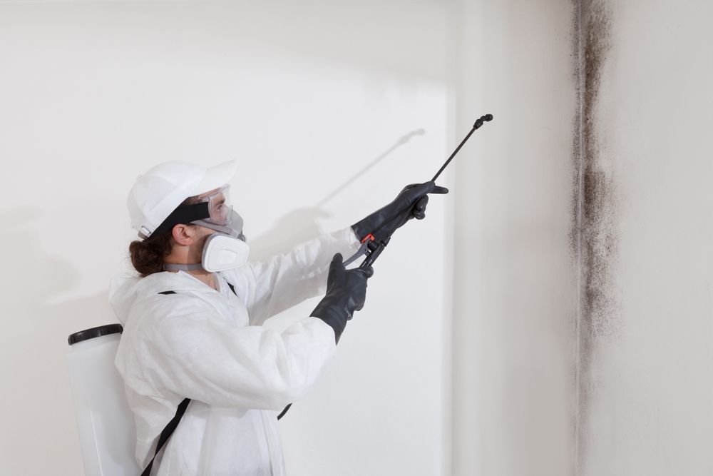 Mold Remediation: A Guide to a Safer Home