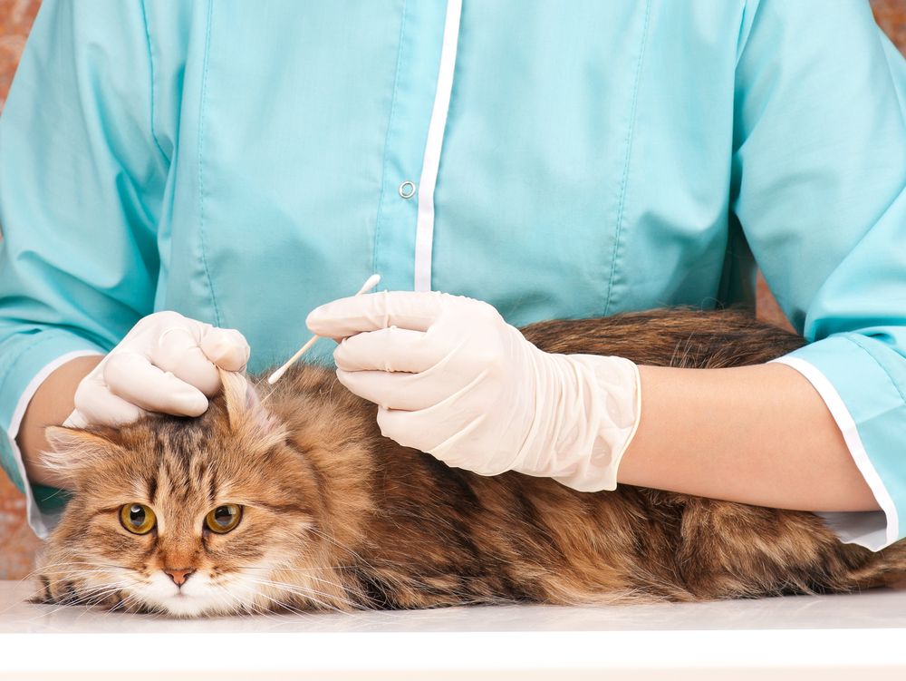 Exploring Job Opportunities as a Veterinary Assistant: Essential Tips