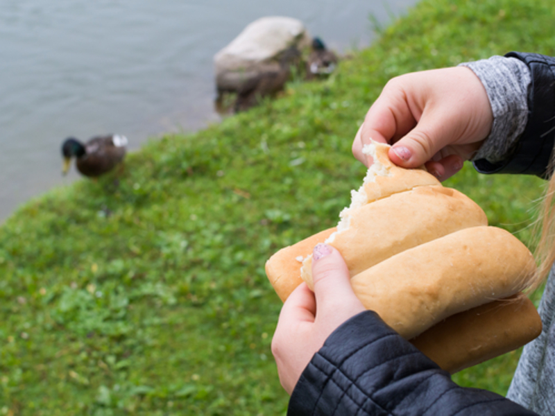 Why Shouldn’t You Feed Birds Bread? | 