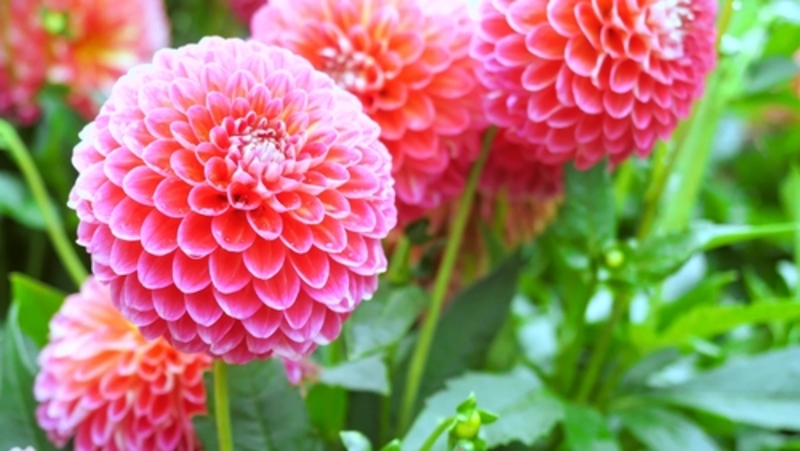 Dahlias- 5 Facts About These Lovely Flowers | 