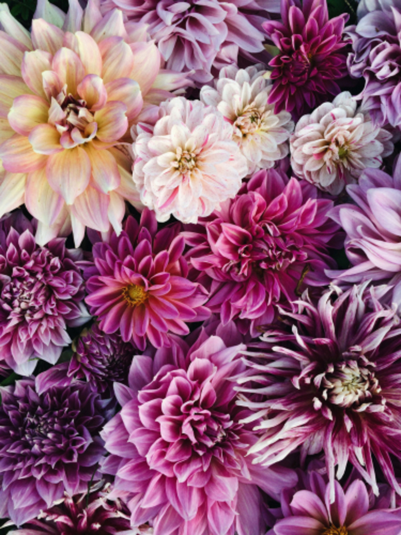 Dahlias- 5 Facts About These Lovely Flowers | 