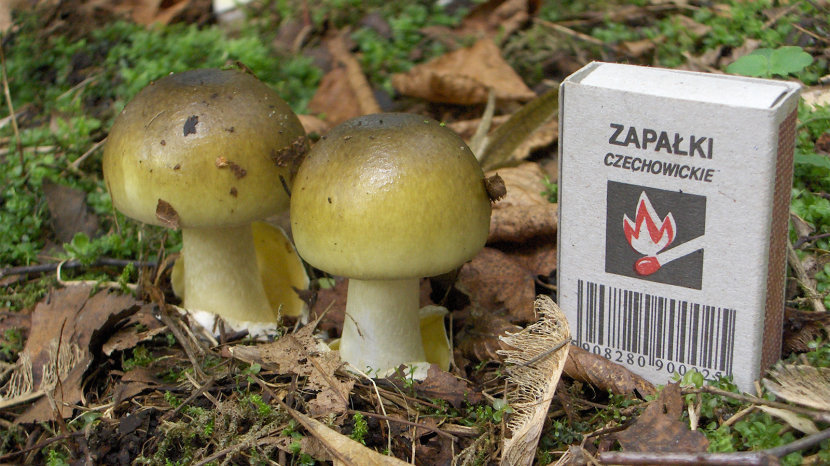 Poisonous Death Cap Mushrooms are Taking Over North American Eco-Systems | 