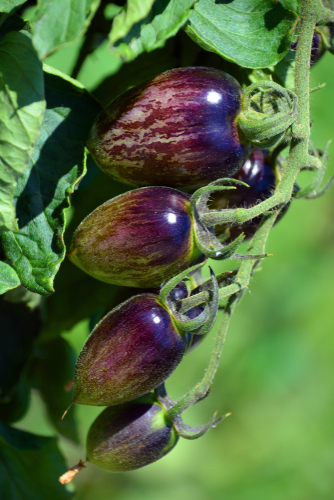 Garden Upgrade: 12 Fruits and Veggies You Never Thought About Growing | 