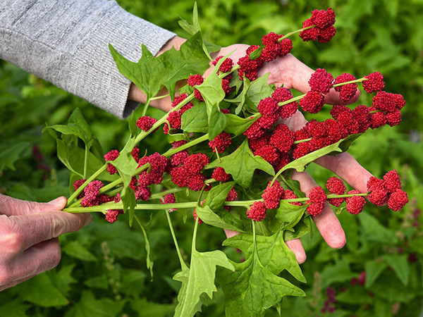 Garden Upgrade: 12 Fruits and Veggies You Never Thought About Growing | 