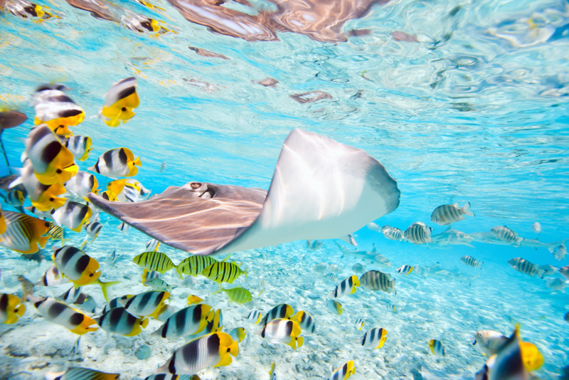 The Most Breathtaking Underwater Locations Around The World | Shutterstock