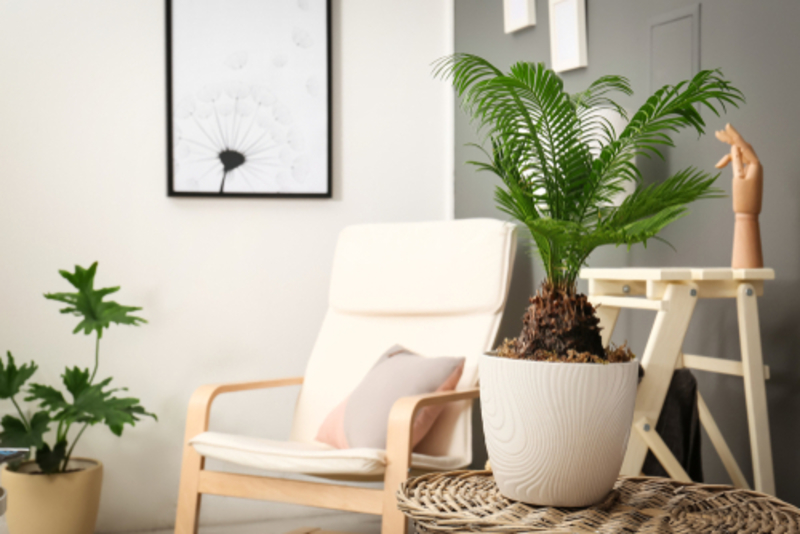 5 Houseplants That are Ridiculously Easy to Grow | 