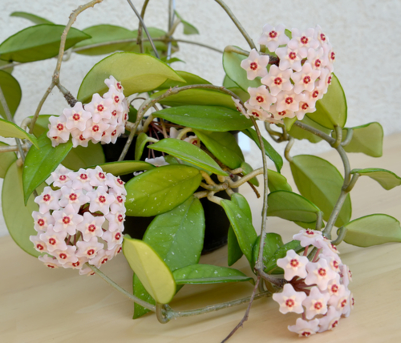 A Blast From the Past: Hoya is the 70s Houseplant You Never Thought You Needed | 