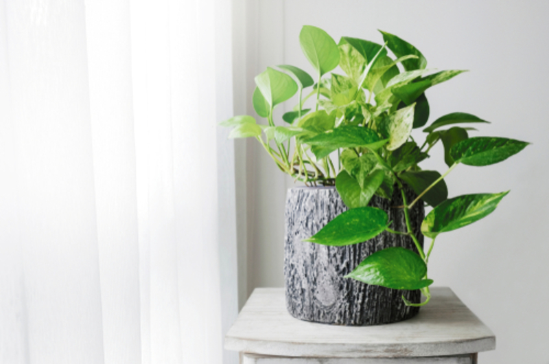 These 6 Bedroom Plants Will Help You Catch Some Z’s | 