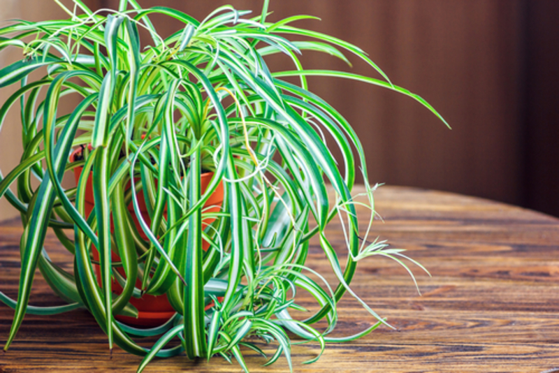 These 6 Bedroom Plants Will Help You Catch Some Z’s | 