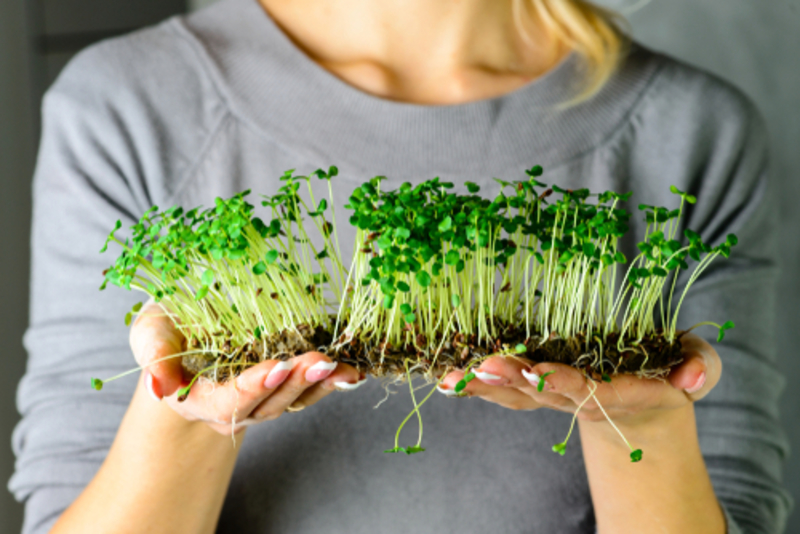 The Newbie’s Guide to Microgreens | 