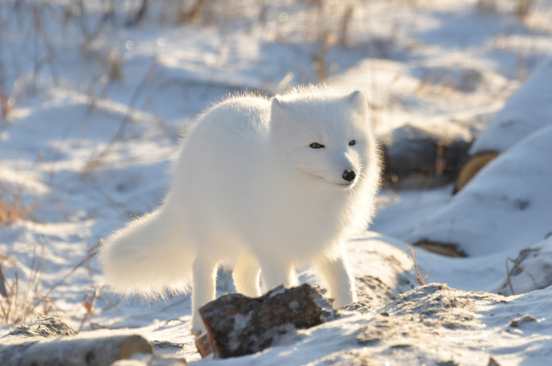 The Arctic Fox | Shutterstock