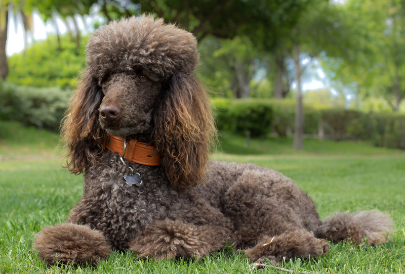 Standard Poodle | Shutterstock