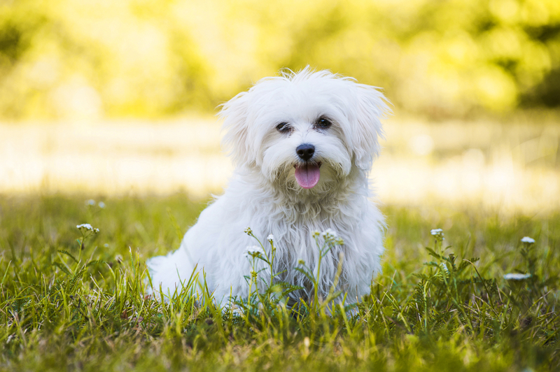 The Best Dog Breeds for a Small Apartment | Shutterstock