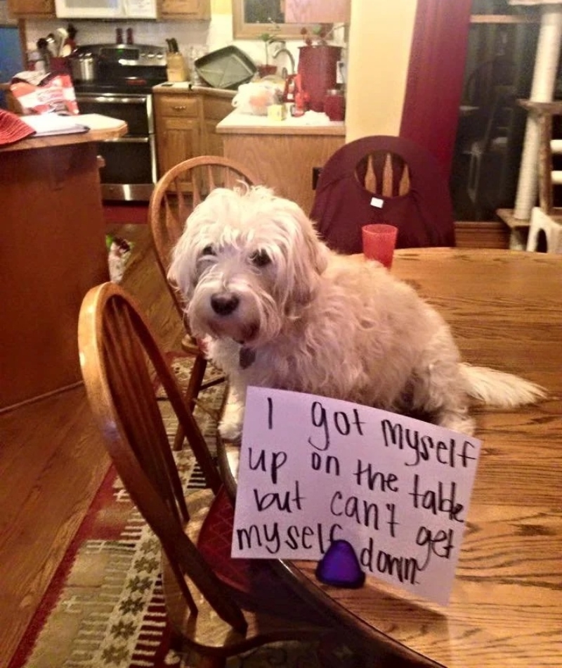 Maybe the Dog Will Learn Something | Reddit.com/ermahlerd