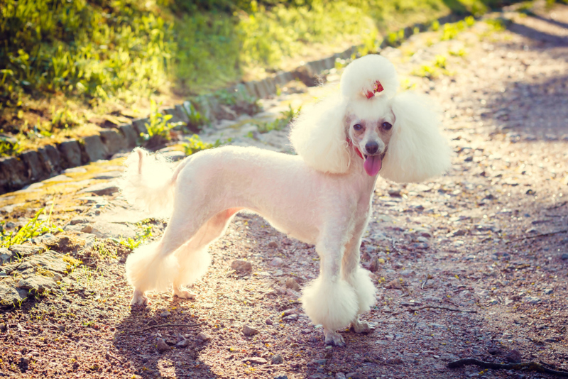 Oodles of Poodles | Alamy Stock Photo by Алёна Шапран