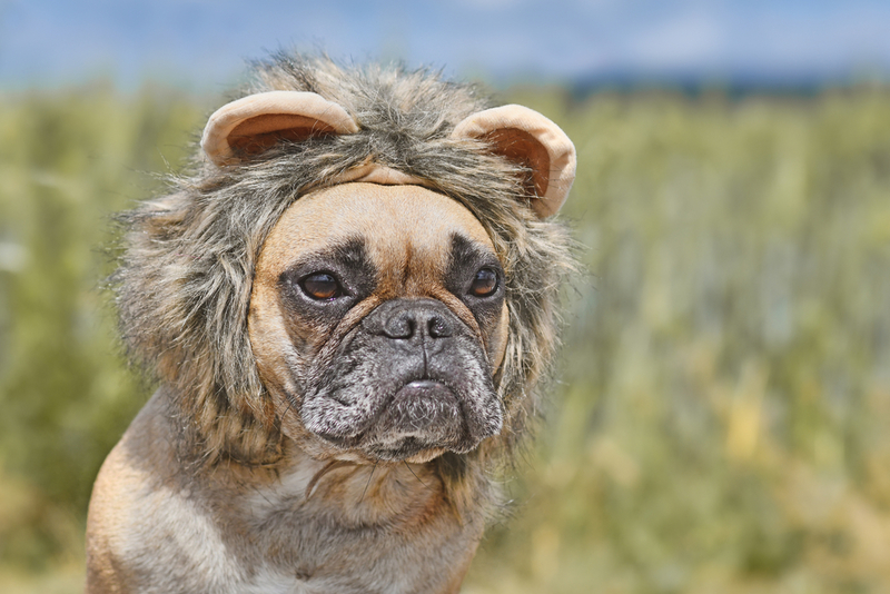 Howl-o-ween! | Firn/Shutterstock