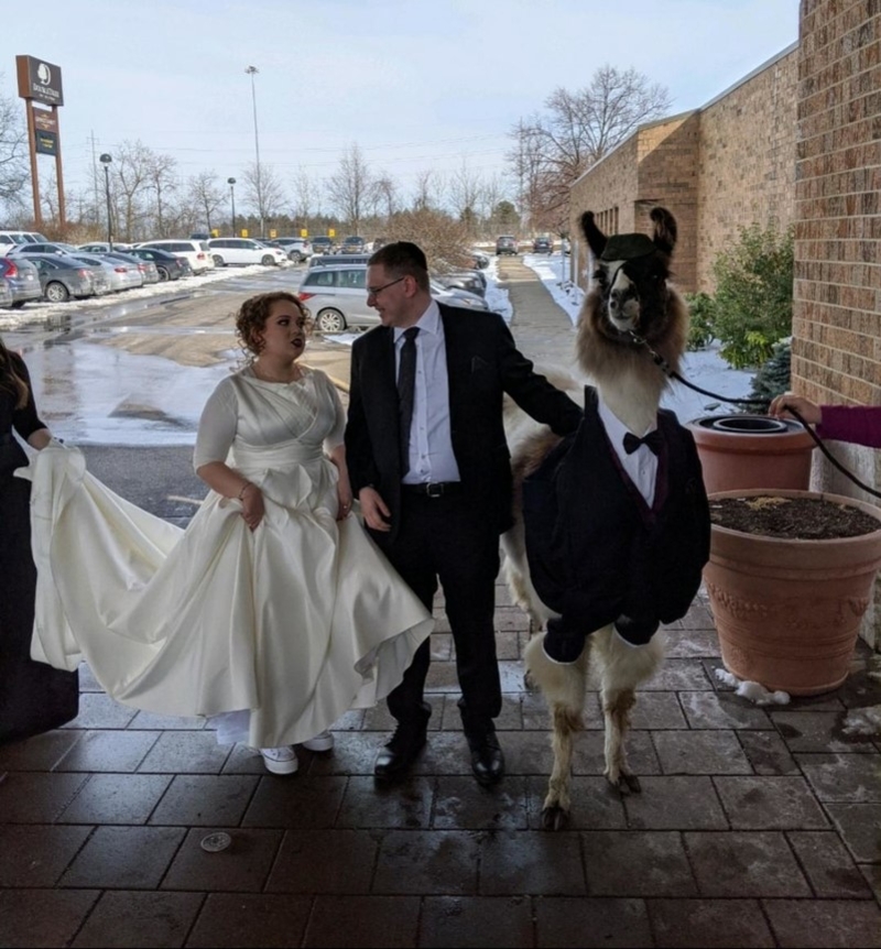 The Wedding llama | Reddit.com/DJ117Xx