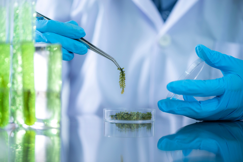 Algae Scientist | Shutterstock