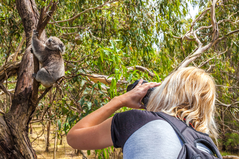 You Call it a Koala Bear | Shutterstock Photo by Benny Marty