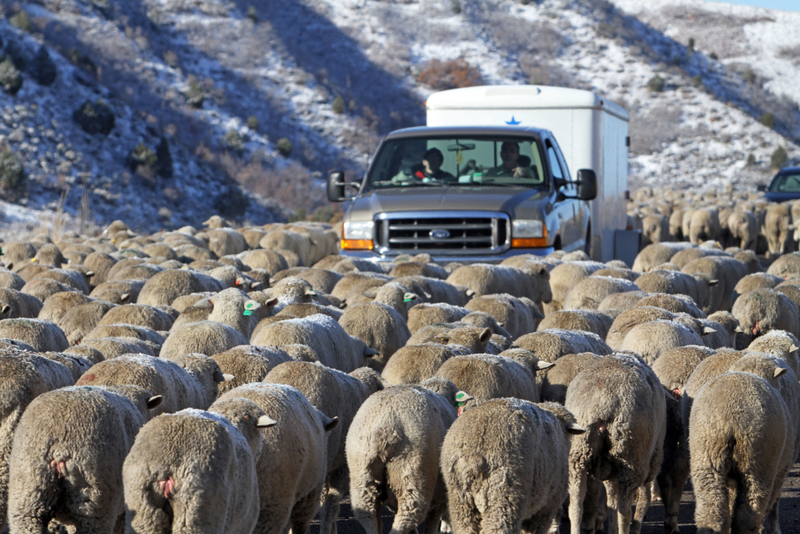 Oh no! It's Sheep Jam! | Alamy Stock Photo by Don Despain