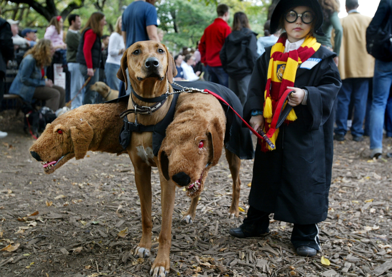 Halloween Cerberus Is Extremely Frightening | Getty Images Photo by Mario Tama