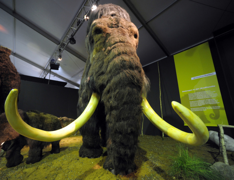 Mammoths | Getty Images Photo by Krafft Angerer