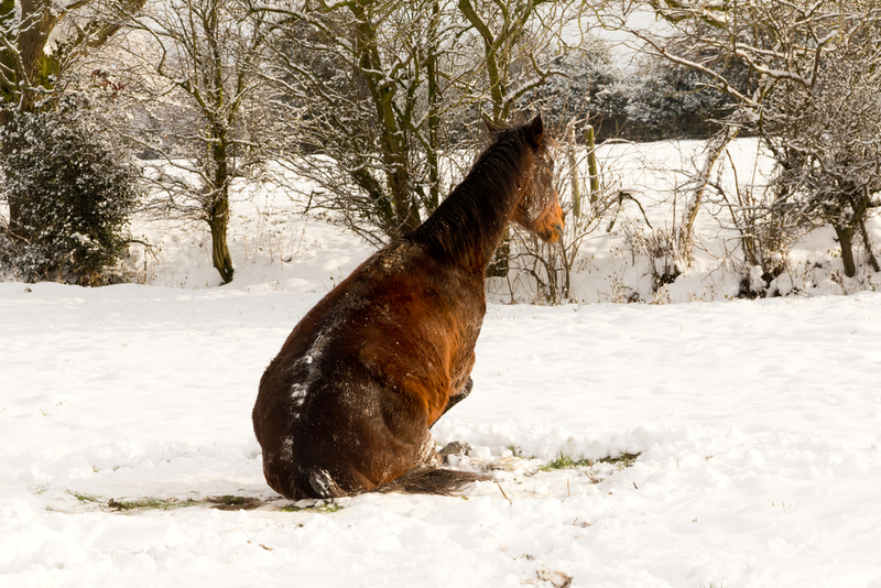 Selerikan Pony | Shutterstock