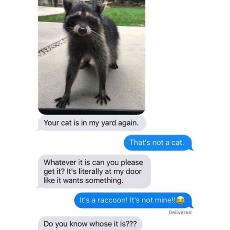 Pet Raccoon | Instagram/@neighborsfromhell