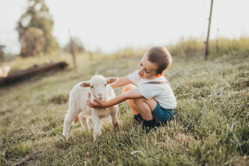 Two Little Lambs | Shutterstock