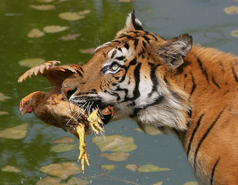 Home to Many Incredible Animals | Getty Images Photo by China Photos
