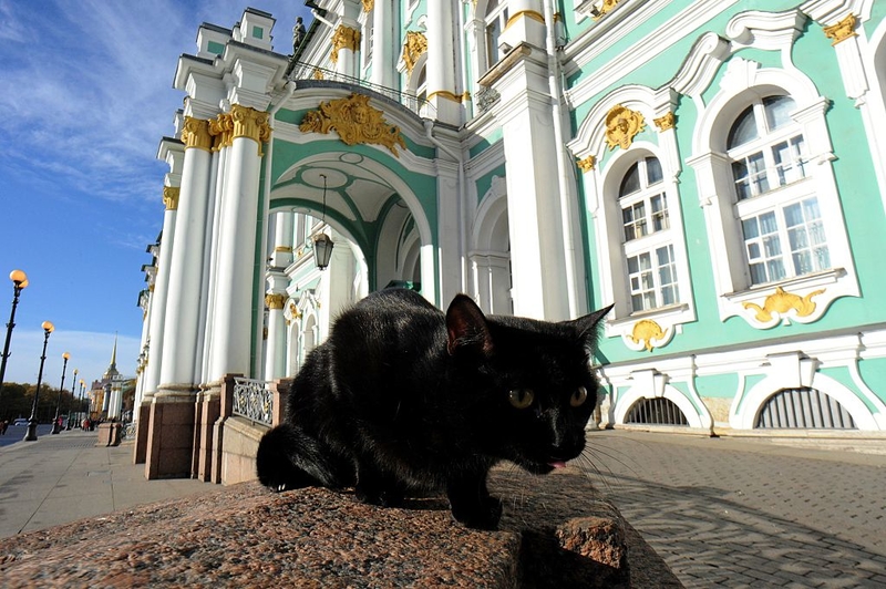 The Cats of the Hermitage Museum | Getty Images Photo by OLGA MALTSEVA/AFP 