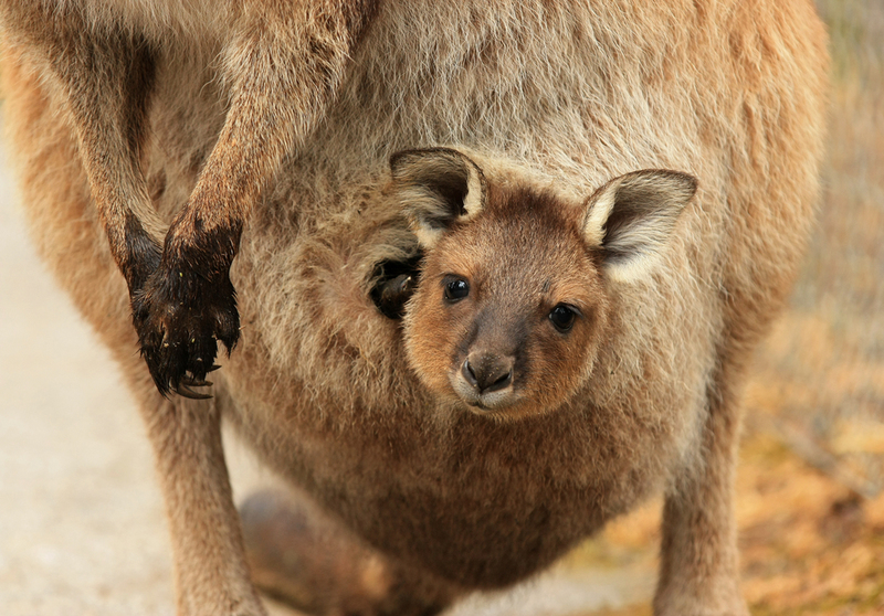 Staying Safe in Momma's Pouch | K.A.Willis/Shutterstock