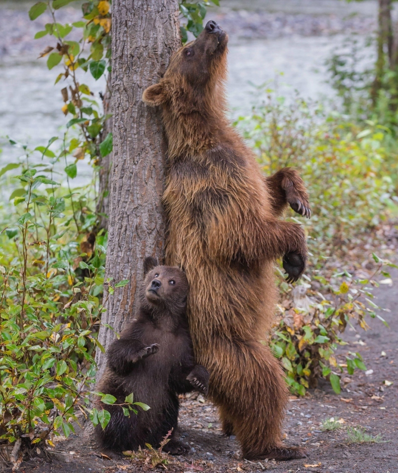 The Bear Necessities | Alamy Stock Photo by mediadrumimages/MarionVollborn/Media Drum World