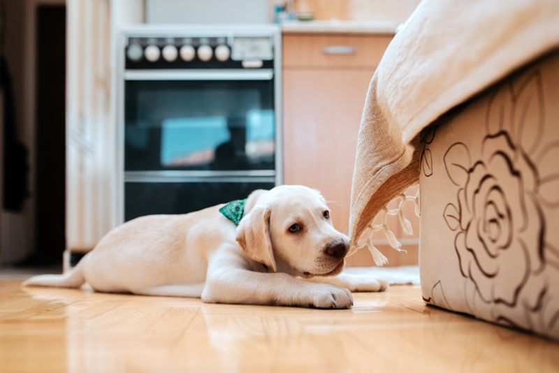 Chewing on the Furniture Doesn't Mean They're Hungry | Shutterstock