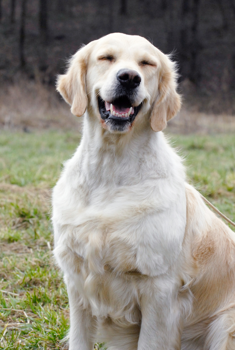 Dog Squinting or Blinking | Shutterstock