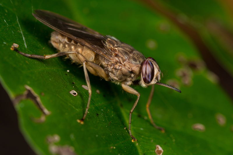 African Tsetse Flies | Shutterstock