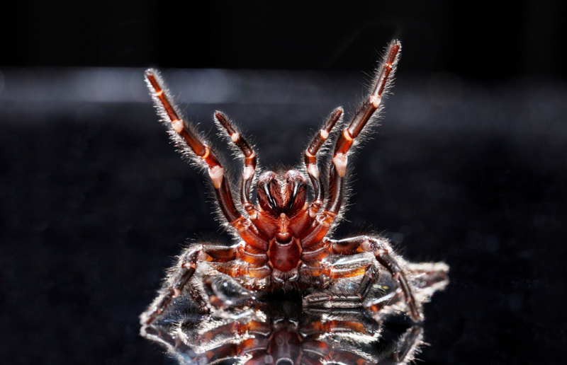 Australian Funnel Web Spider | Alamy Stock Photo by redbrickstock.com / Ian Waldie