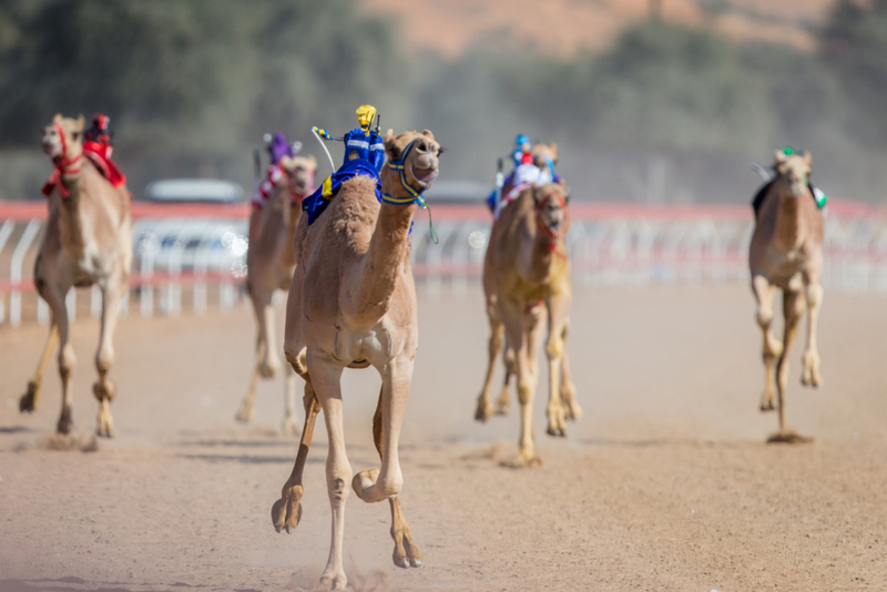 Hay robots para camellos de carreras | Getty Images Photo by Mike Hook/SOPA Images