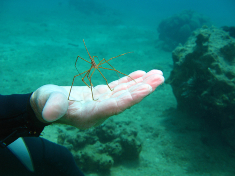 Sea Spiders May Actually Survive the Warming Oceans | 