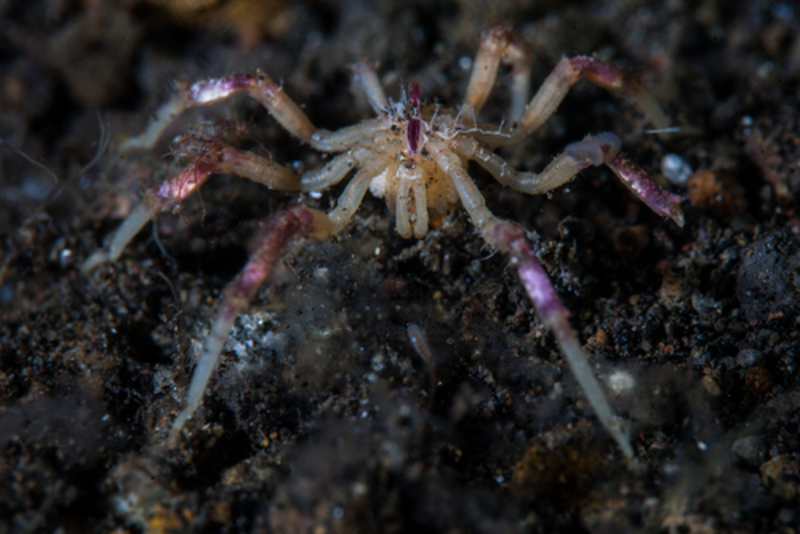 Sea Spiders May Actually Survive the Warming Oceans | 