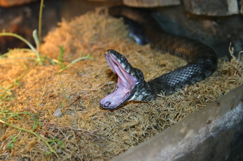 Your Snake Isn’t Really Yawning  | Getty Images photo by jurc