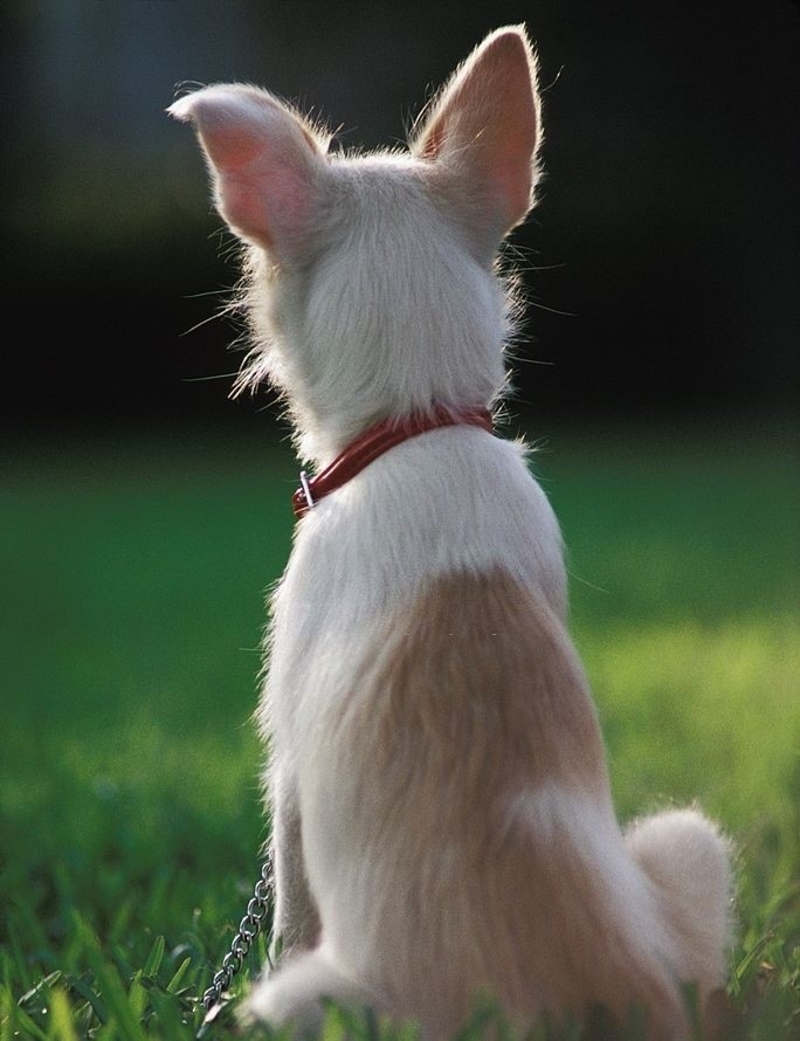 Flicking Dog Ears | Getty Images Photo By Education Images/UIG 