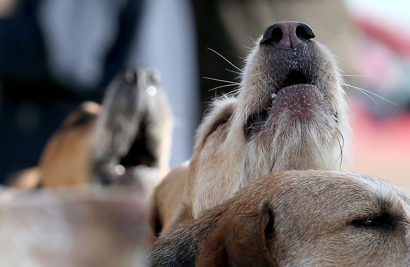 The Meaning of Howling | Getty Images Photo by Matt Cardy
