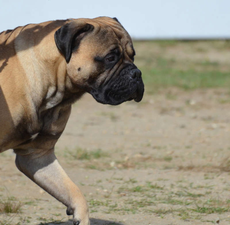 Why Your Dog Paces Back and Forth | Shutterstock